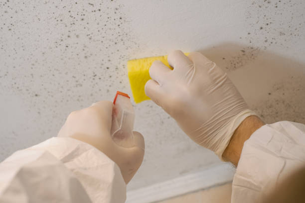 Professional Mold Inspection, Removal & Remediation in Gastonville, PA